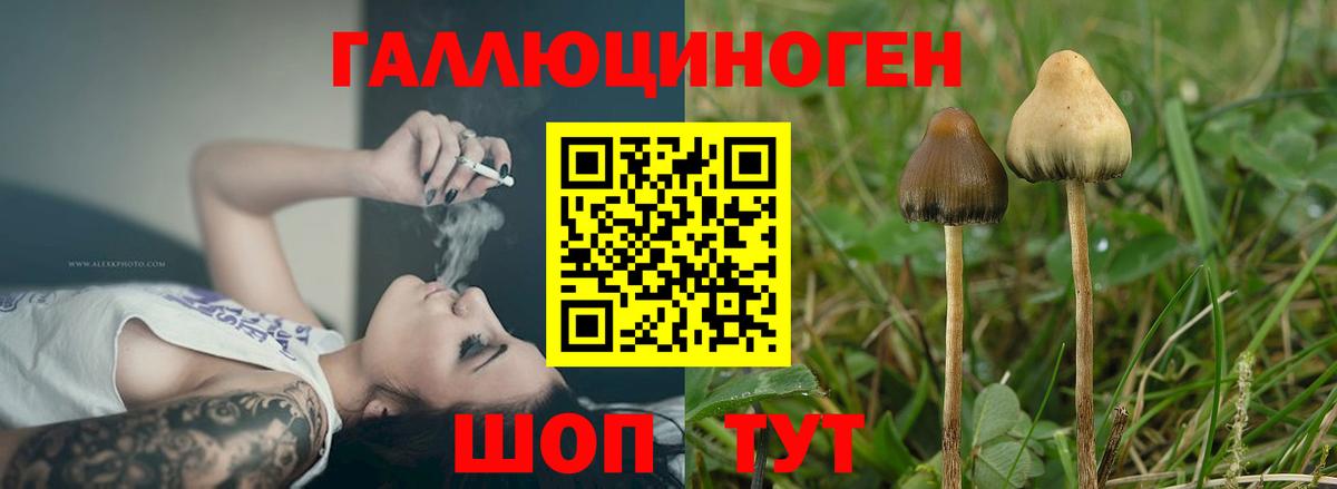 Галлюциногенные грибы Psilocybine cubensis Кропоткин